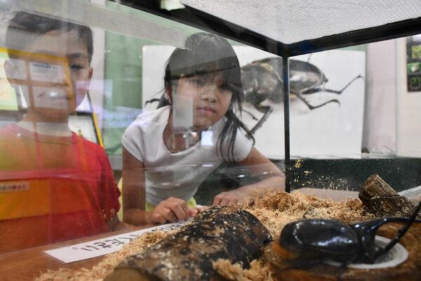 ネプチューンオオカブトの展示に見入る子どもたち
