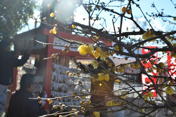 三分咲きになったロウバイ