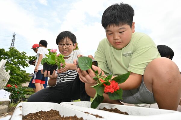 苗を植える児童たち