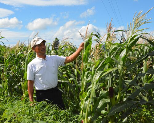 地トウキビの栽培に熱心だった亡き父の思いを継ぐ森繁博さん＝７月１９日、熊本県阿蘇市