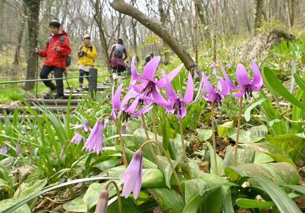 木漏れ日の下、かれんに咲くカタクリ＝18日午前10時10分、佐野市町谷町、磯真奈美撮影