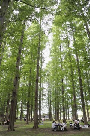 水元公園の「メタセコイアの森」=東京都葛飾区
