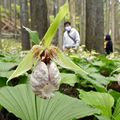 佐野・五丈の滝前植物園でクマガイソウ見頃　ころんとかわいい薄紫の花が１千株