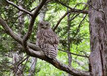 絶滅危惧のシマフクロウ、生息数回復