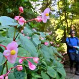 栃木の太平山県立自然公園でシュウカイドウ咲く　心癒やすかれんな花、涼し…
