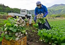 特産品の塩原かぶ収穫ピーク