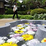雨の日でも心は晴れに　栃木・横山郷土館で「あじさいまつり」