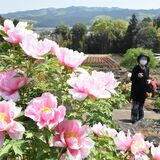 大輪あでやかに　大田原の富士ぼたん園が開園