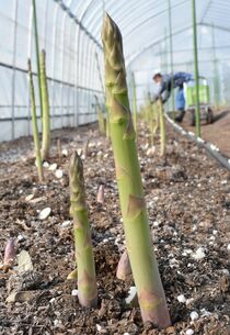 JAなすのでアスパラ収穫ピーク　大田原