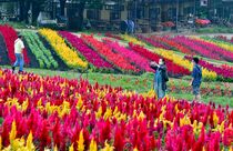 那須フラワーワールドでケイトウ見頃