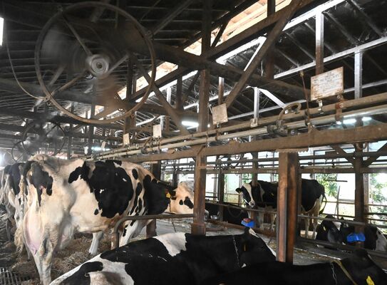 大型扇風機とミスト散布などの暑さ対策を講じている牛舎内＝那須塩原市鍋掛
