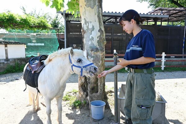 飼育員からリサイクルされた餌を与えられるポニー＝７月下旬、宇都宮動物園