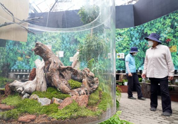 会場に展示されているコケ