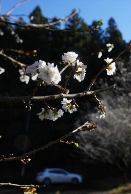 見頃を迎えている十月桜