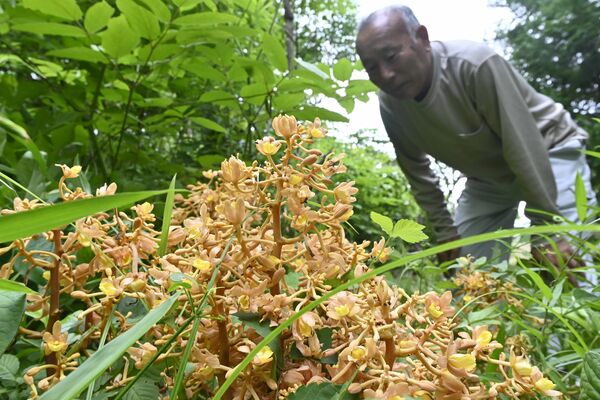 黄褐色の花を咲かせたツチアケビ