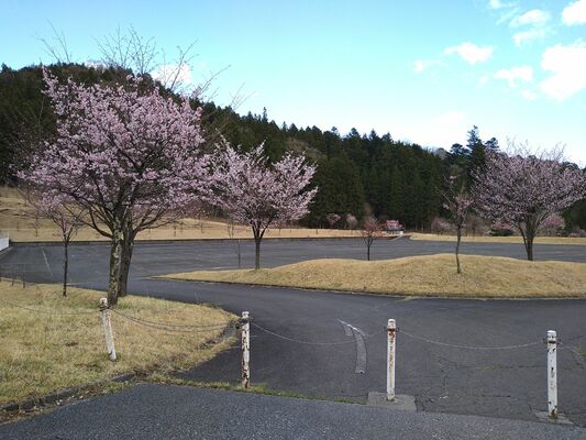 植樹した桜が毎年春に花を咲かせる所野の日光霧降スケートセンター周辺（４月、市教委提供）