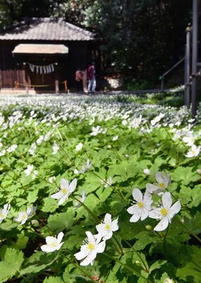 かれんな白い花を咲かせるニリンソウ＝４日午後０時１０分、野木町野木