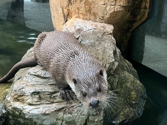 移送されるユーラシアカワウソの雄「リヴ」（那須どうぶつ王国提供）
