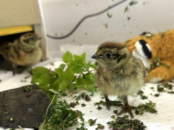 ふ化したニホンライチョウのひな=14日午後、那須町大島(那須どうぶつ王国提供)