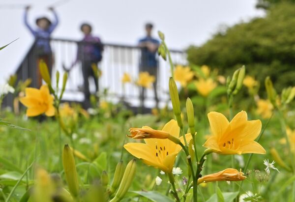 霧がかかった高原にしっとりと咲くニッコウキスゲ＝29日午前10時50分、日光市所野
