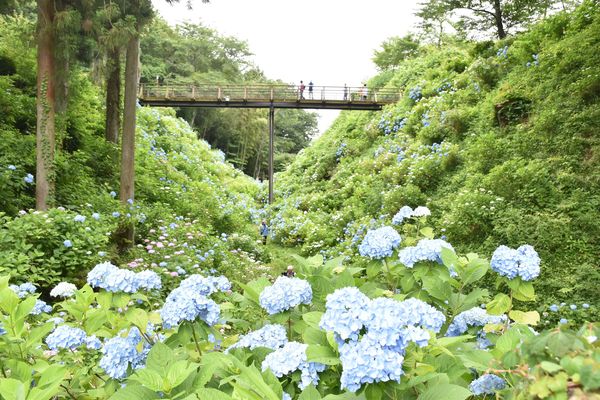 祭りはなくても アジサイ見事に 大田原 黒羽城址公園 県内主要 地域の話題 下野新聞 Soon ニュース 新型肺炎 Covid19 下野新聞 Soon スーン