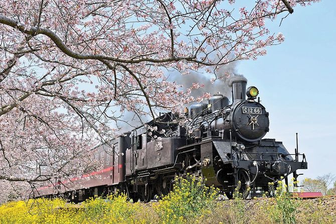 人気スポット「ＳＬ・桜・菜の花街道」