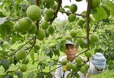 栃木県内が梅雨入り 語源の一つ、梅の実収穫が宇都宮でピークに