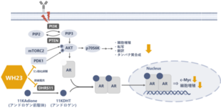 難治性乳がんの治療を目指す新たな候補化合物を創出