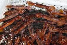 スルメイカ6道県漁獲枠増