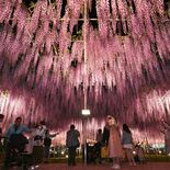 樹齢160年、シンボルの大藤が見頃　あしかがフラワーパーク