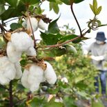 はじける純白、秋待ちきれず　「真岡木綿」の綿花　摘み取りが本格化