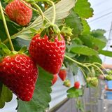 とちぎのイチゴ夏秋もおいしく　甘み強め、赤々と実る　奥日光でなつおとめが収穫期