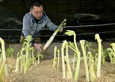 シャリっと 春の食感