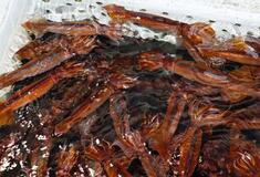 スルメイカ6道県漁獲枠増