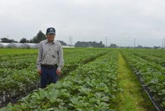 ＜120＞夏野菜の代表格・オクラ　独特の粘りで夏バテ解消　氏家地区県内唯一の産地