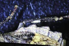 カメムシの「耳」 耳じゃなかった