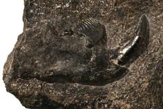 リス似の新属新種化石、発見
