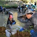 天然記念物のミヤコタナゴ、547匹確認　矢板の池で生息状況調査　成体は９倍に、稚魚は激減