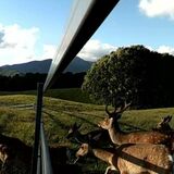 高原山周辺、シカの食害深刻化　牧草食べ尽くされ放牧できず　土壌流出の危険も