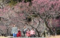 井頭公園で紅白の梅競演