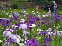 ハナショウブ見頃　宇都宮