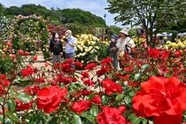 あしかがフラワーパークでバラ見頃