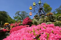 鹿沼・千手山公園でツツジ見頃