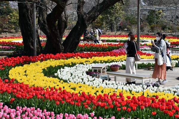 見頃を迎え、園内をカラフルに彩るチューリップ＝９日午前１１時２０分、足利市迫間町