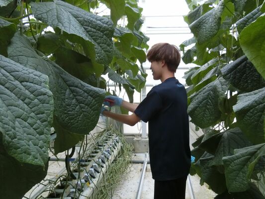 アグリステーション誠和で新たに栽培するキュウリ＝下野市内
