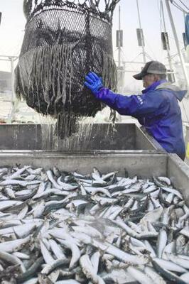 　北海道根室市の花咲港で水揚げされるマイワシ＝２０２０年９月