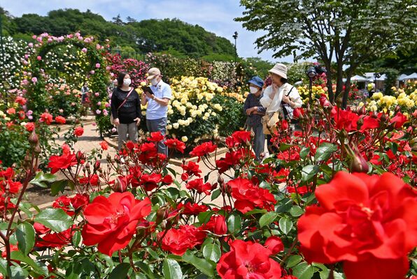 園内を彩る色とりどりのバラ＝12日午前11時５分、足利市迫間町