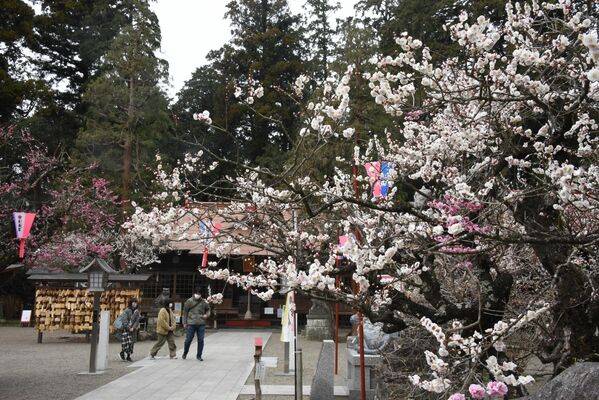 芳賀天満宮で咲き誇る梅