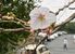 花を咲かせた宇都宮地方気象台の桜の標本木＝28日午前９時50分、宇都宮市明保野町