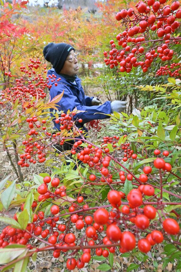 真っ赤に実ったナンテンの収穫作業＝11日午前10時40分、那珂川町小砂